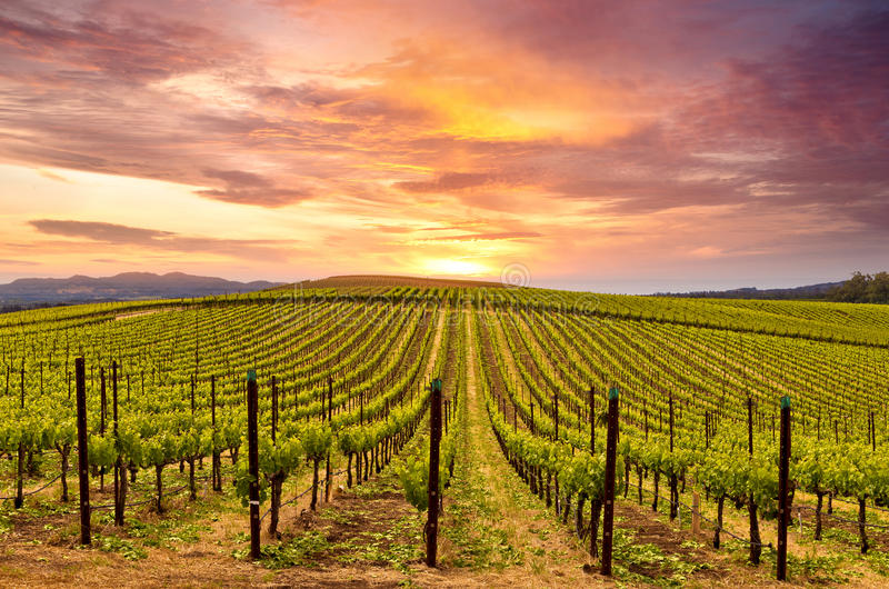 #8 Vacation Destination in the USA is Napa Valley, CA